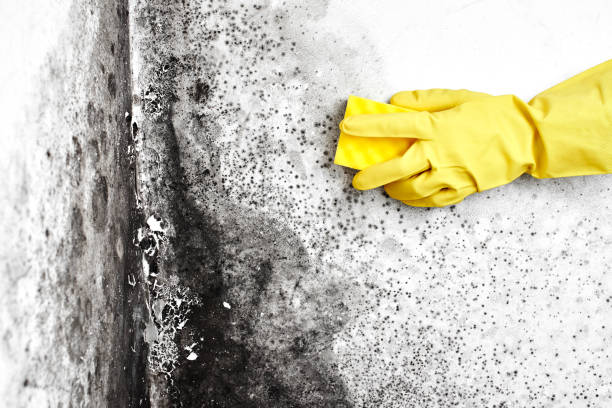 Best Commercial Mold Inspection  in Mccamey, TX